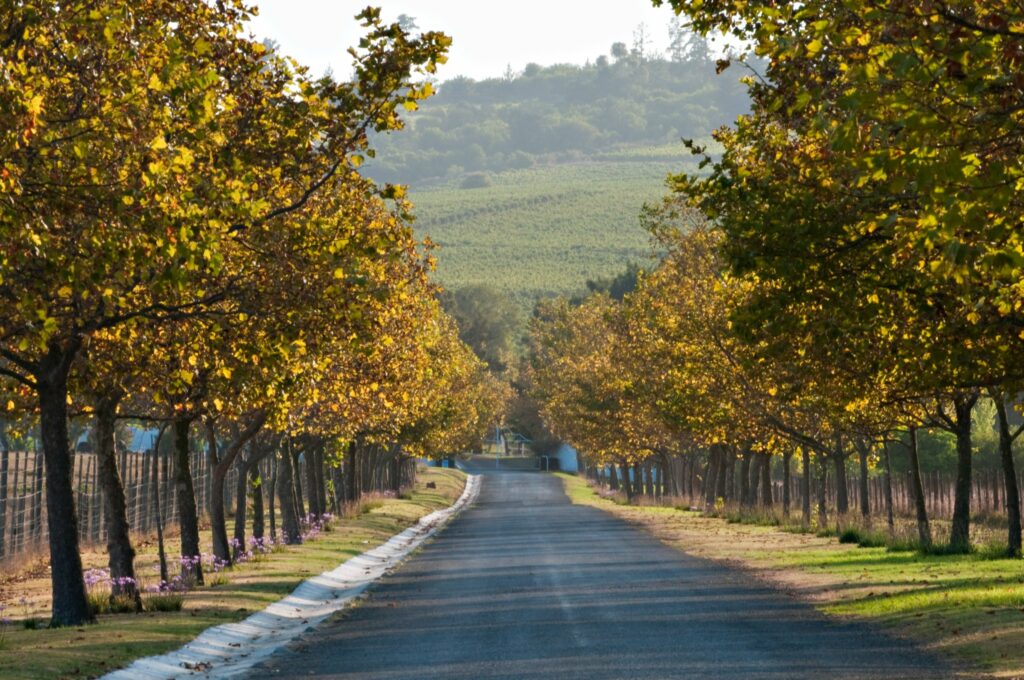 Saxenburg Wine Farm