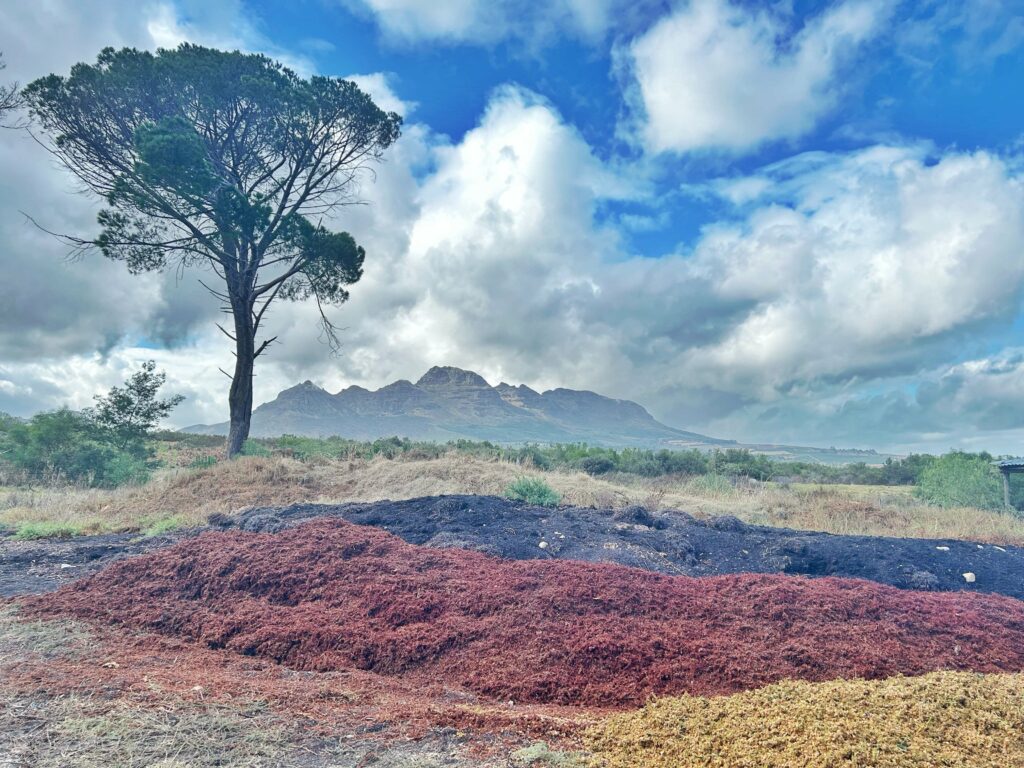 Blaauwklippen Wine Trails